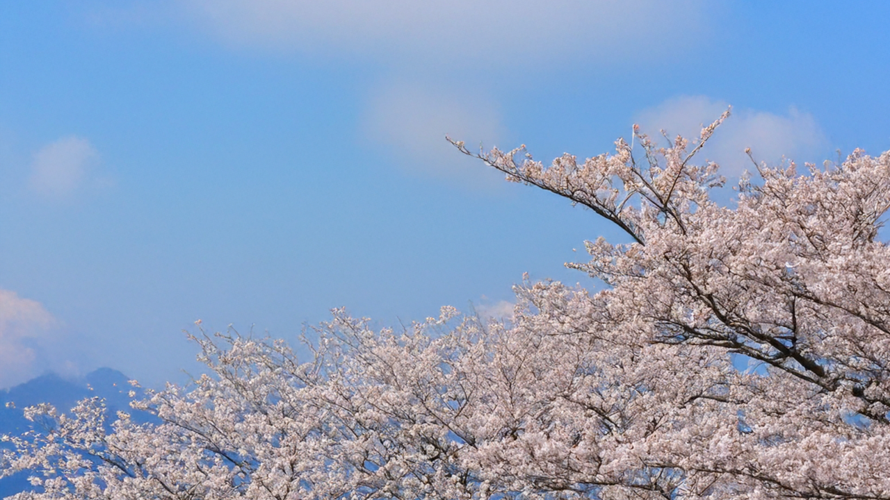 桜の風景